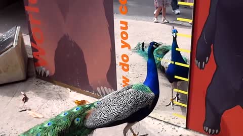 Peacock attacking itself in a mirror: hilarious.