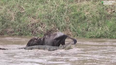 wildebeest escapes crocodile