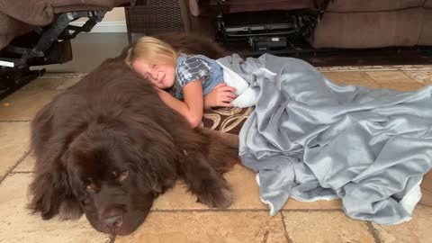 Newfoundland dog makes for the perfect resting spot after girl's first day of school