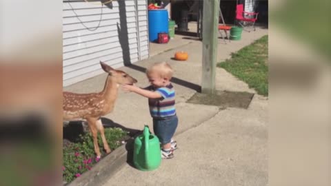 Baby Deer and Little Boy