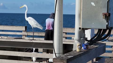 Egret Bird Poses for Camera