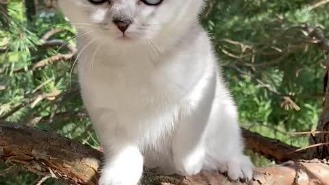 funny Kitten on a Tree Branch