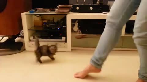 Adorable tiny kitten and owner show off dancing skills