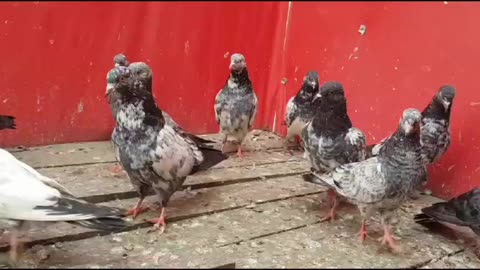 Beautiful pigeon breeder pair best flyingparvaazi