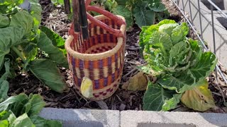 Brussels Sprouts Harvest!