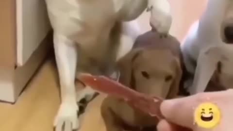 Funny dog moment