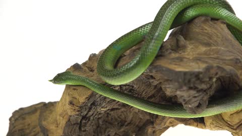 Green Snake In Tree