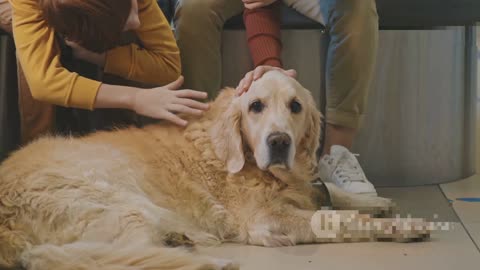 Puppies vs. Slippery Floors: Comedy on Four Paws