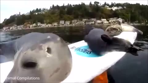 Adorable Seal Catches a Ride on a Kayak!! beautiful