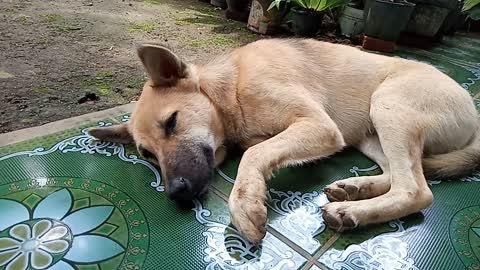 Puppy meeting - Husky sleeps on the porch, honey, sleep well