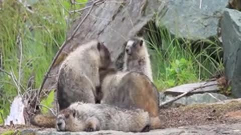 Cute wild marmots playing nature