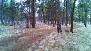 Some deer in central Oregon 5