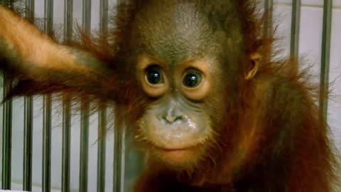 Sickly Baby Orangutan Cries The First Time He Goes On Ropes | Meet The Orangutans
