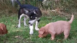 Chihuahua vs Labrador Puppys