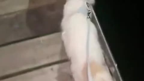 Cats and dogs _ cats meowing _ cats funny videos #shorts