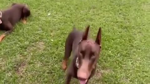 Doberman pincher dog video status