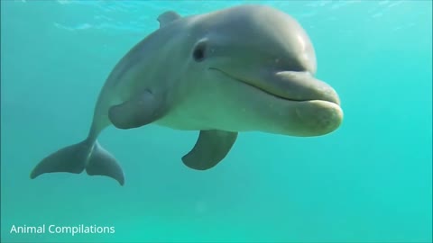 A smiling Dolphin 🐬