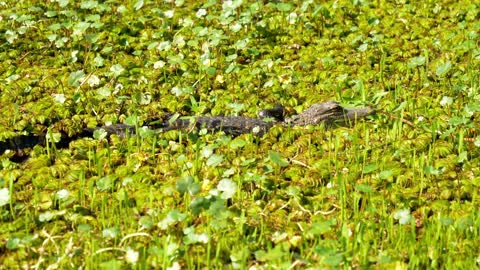 Alligator Unmoving in Bayou Plants
