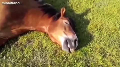 Beautiful and funny horses compilation cute horse animal 1-1080p