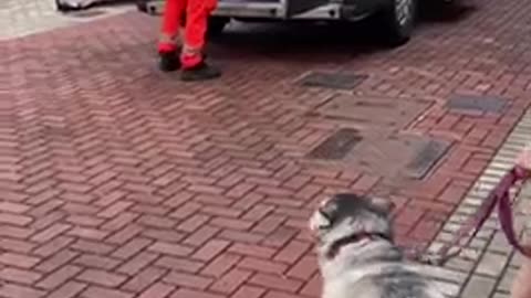 Ecstatic Pup Reunited With Owner After 3 Weeks Apart👏🏽