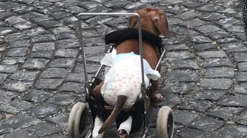 Happy Dog on Wheels Wanders Down Sidewalk