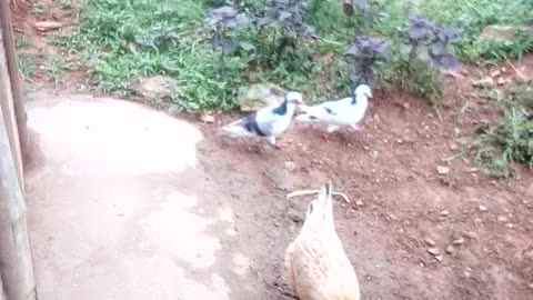 Pigeons love to eat rice