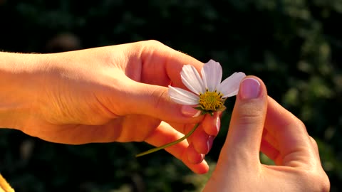Person plucking petals from a chamomile flower