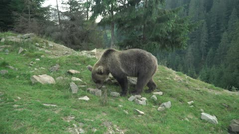 Bear Grassing