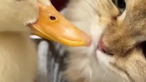 The kitten sincerely invites the duckling to_sleep