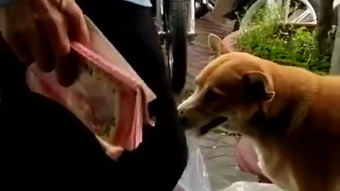 The wise dog sells lottery tickets with the owner