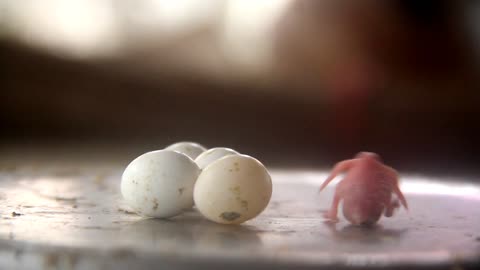 Baby Bird Coming Out of Egg
