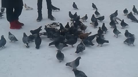 Birds & snow