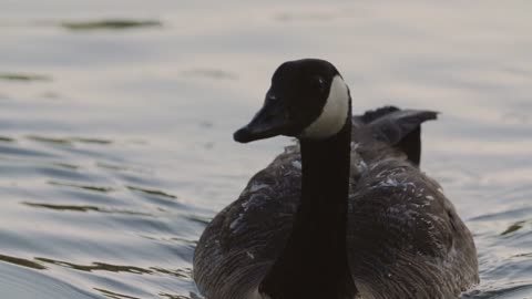 duck swim in the lake