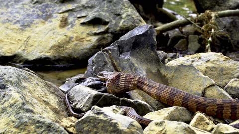 rattlesnake eating another animal