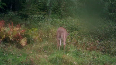 young 5 point grazing