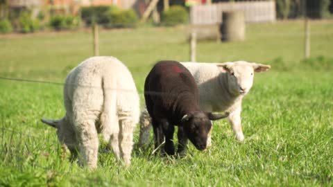 Lambs eating grass animals no copyright videos