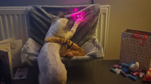 Cat confused by laser pen