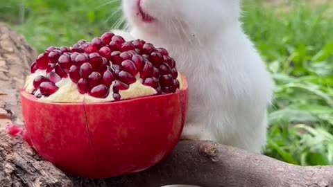 The rabbit eats pomegranate