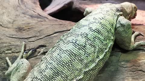 Crawling green komodo lizard close up. Back view. Dry wood in exotarium