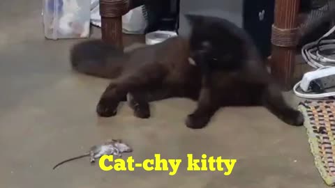 Silly Cutie Cat catches Little Mouse