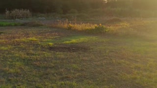 beautiful sunset in the field