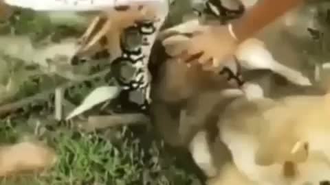 Dog vs python