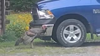 Turkey is Picking his reflection on the bumper of the Truck