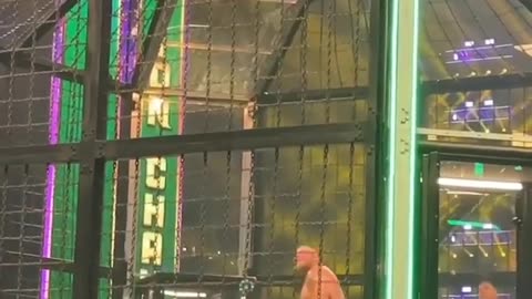 Brock Lesnar climbs the champer to catch Austin theory at WWE
