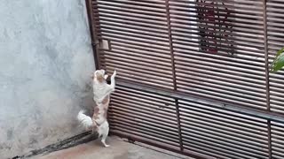 Clever Canine Gets Caught Making Escape