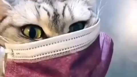 Cat funny reaction on lady Owner's sneeze