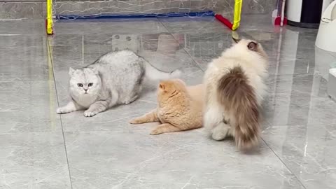 Funny cat enjoy gameplay cute cat reaction video