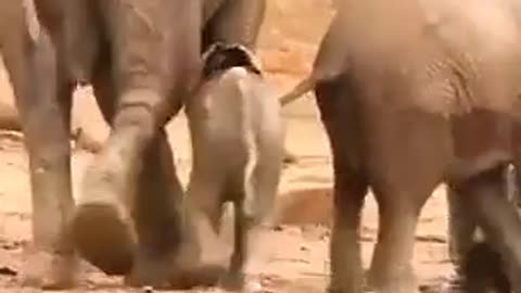 Elephant family helps their little one out of the quagmire