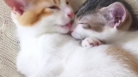These Adorable Cats Share Their Love For Each Other