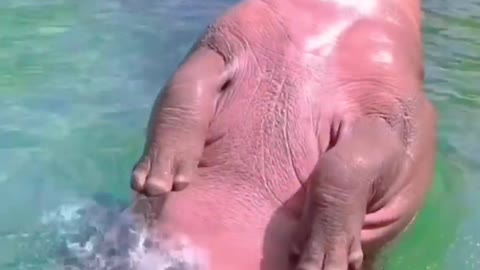 relaxing hippo